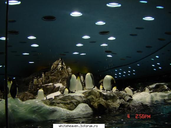 destinatii ...sute pinguini traiesc conditii reproduc fidel mediul lor pradatorii iar hrana este din