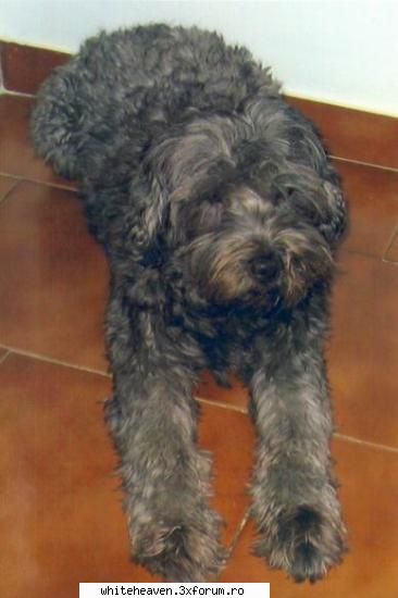 ANIMALE - jerutsu... mumos ji iubarets... pupilu' meu! - CUM NE AMENAJAM CASA SI GRADINA