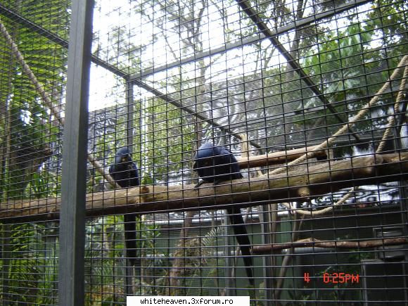 DESTINATII - parcul are cea mai mare colectie de papagali - CE FACEM IN TIMPUL LIBER?