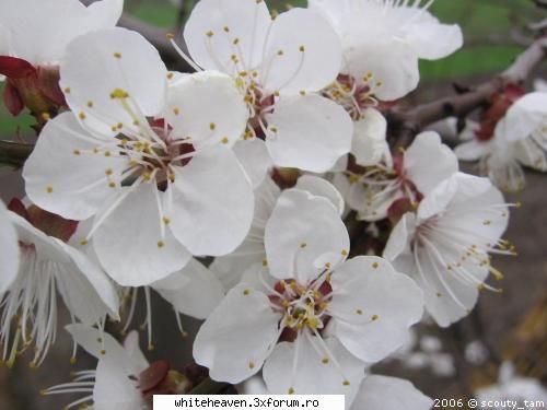 La multi ani - LA MULTI ANI tuturor acelora cu nume de flori - DIVERSE