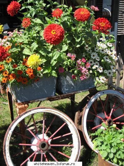 La multi ani - LA MULTI ANI celor cu nume de flori. Sa aveti o - DIVERSE