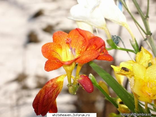 MOZAIC,ALAMBIC,....(si_ar putea continua!) ;) - Florile au un limbaj aparte. Cat de incantator ar - DIVERSE