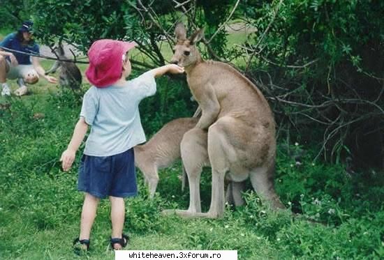 POZE FUN - NU HRANITI ANIMALELE - IMAGINI HAIOASE