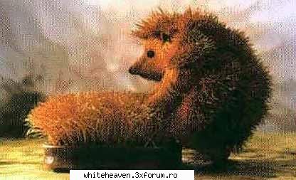POZE FUN - ARICI DISPERAT! - IMAGINI HAIOASE