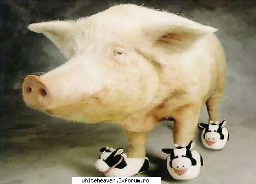 POZE FUN - scapat de..."Ignat"! :))) - IMAGINI HAIOASE