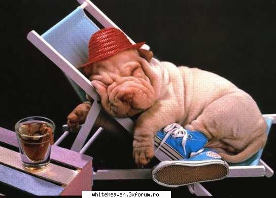 POZE FUN - ASTA E BEAT CRITZA! - IMAGINI HAIOASE