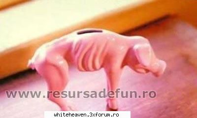 POZE FUN - Pusculita romanului - IMAGINI HAIOASE
