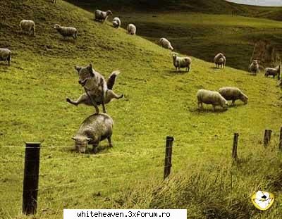 POZE FUN - A inebunit lupu ! - IMAGINI HAIOASE