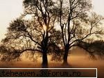 Poezia zilei - AM LEGAT... ------------------------ de Marin - CARTZI, TEATRU, FILME, MUZICA, REVISTE...